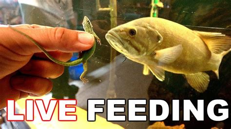 Feeding Live Lizards To Pet Fish Surpising Youtube