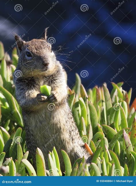 Close Up Vertical Image Of Squirrel Eating In Wild Stock Photo Image