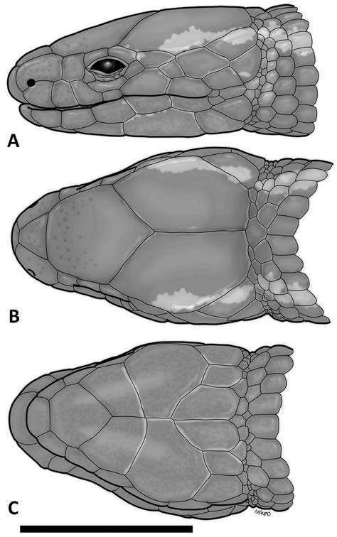 Lateral A Dorsal B And Ventral C Views Of The Head Of The