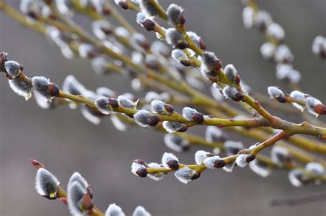 pussy willow plants how to grow pussy willow 2024 masterclass