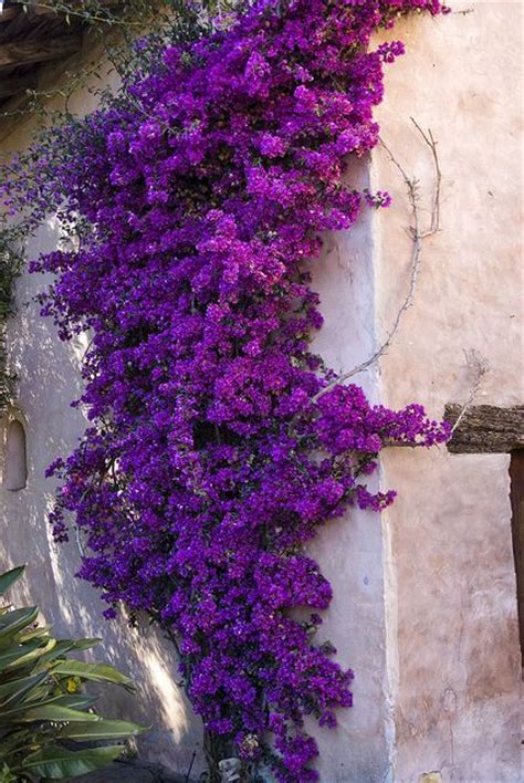 We did not find results for: The 25+ best Climbing flowers ideas on Pinterest | Trellis ...