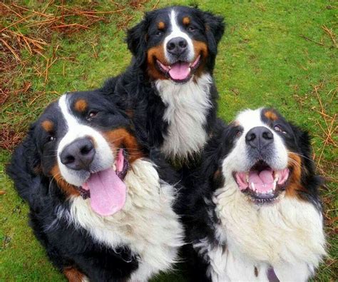 Happy Trio Bernese Mountain Dog Mountain Dogs Bernese Mountain