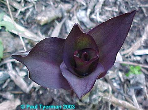 The poisonous alkaloid delphinine is found in all parts of the plant & causes vomiting, weak pulse, coma leaves linear. Pacific Bulb Society | Eucomis Three