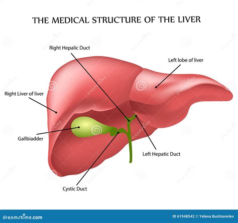 Medical Structure Of The Liver Stock Vector Image 61948542