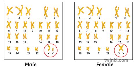 Human Karyotype Male Female Comparison Diagram Sex Genetic Genes Gender