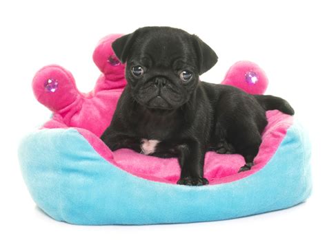 The Real Information About Teacup Pugs You Cant Afford To Miss