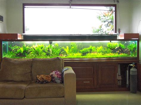 Aquarium air laut tawar surabaya. Toko Aquarium Air laut & Aquarium air tawar: Portfolio ...