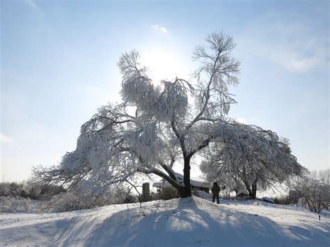 Free Images Branch Winter Sunshine Sunlight Frost Mountain Range