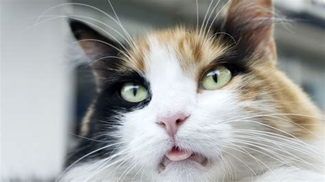 Why Do Cats Blep Mental Floss