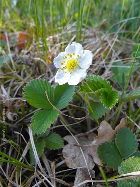 Foto di fiori in primavera. In nome dei fiori: Fiori bianchi di fragola di bosco