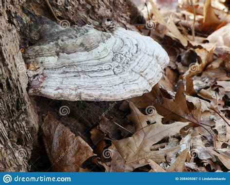 Bracket Fungi On A Tree Stump Stock Image Image Of Fungus Bracket