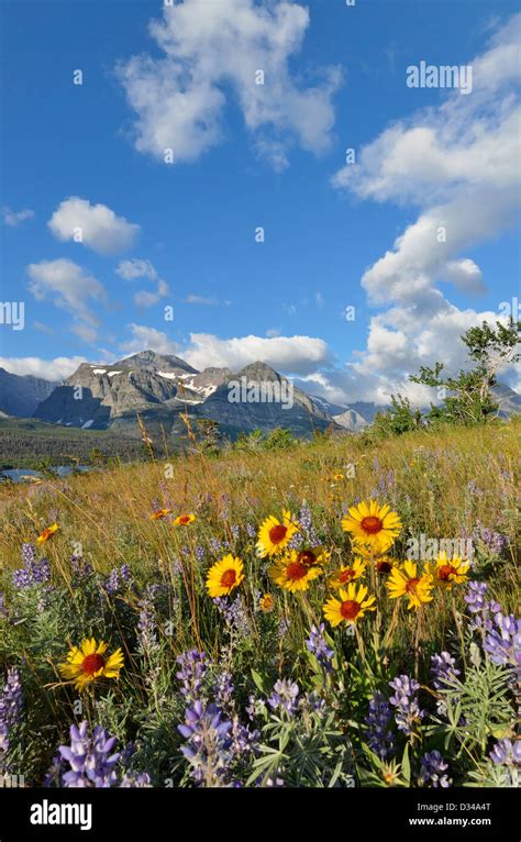 Prairie Wildflowers Many Glacier Area Of Glacier National Park