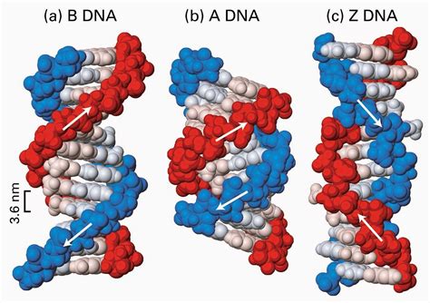 Propanona Estructura De Los ácidos Nucleicos
