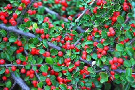 Arborday.org has been visited by 10k+ users in the past month 25 Best Flowering Shrubs for Full Sun | HGTV