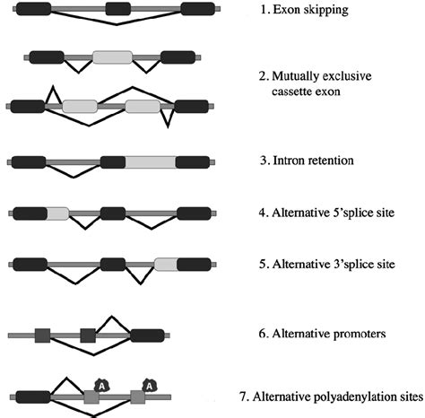 alternative splicing patterns 1 exon skipping or inclusion 2 download scientific diagram