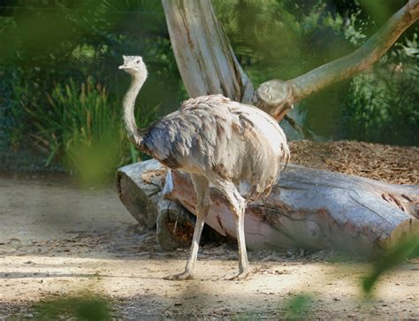 Aviarys Ibis Zoo Des Sables Dolonne
