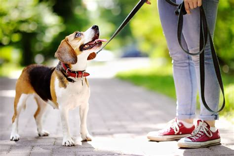3 consejos para pasear al perro