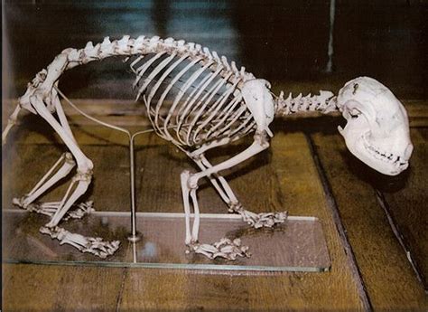 Squelette De Panda éclatant Red Panda Skeleton Ailurus Fulgens