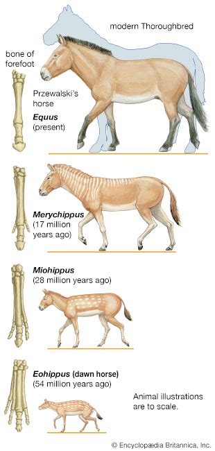 An Image Of Th Evolutionary History Of The Horse