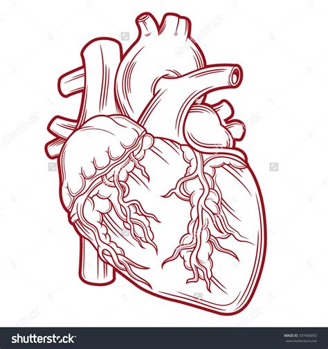 All the best anatomical heart drawing 37+ collected on this page. anatomical heart - Pesquisa Google | Anatomical heart ...