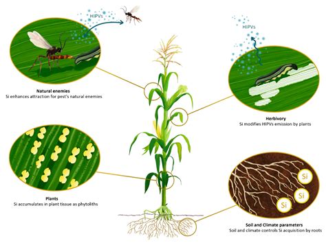 How Does Herbivory Affect Plants Hasma