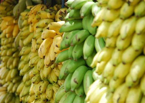 Gmo Bananas Vs Organic Does It Matter Which Ones You Buy