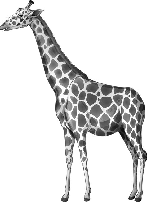 A Giraffe G Camelopardalis White Terrestrial Animal Vector G