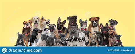 Sort by relevance, rating, and more to find the best full length femdom movies! Team Of Different Animals Licking Nose And Sticking Out ...