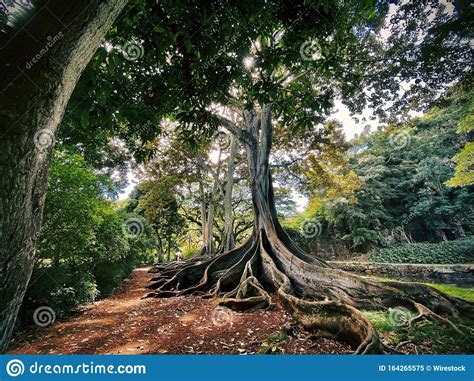 Exotic Tree With The Roots On The Ground In The Middle Of A Beautiful