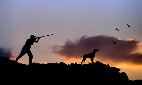 Hunting Dog Wallpapers High Quality Download Free