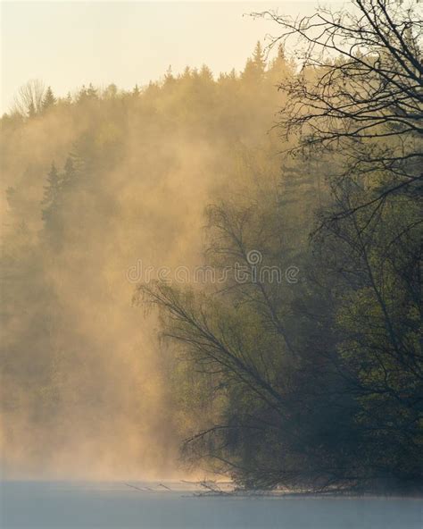 Beautiful Misty Morning On The Natural Forest River Gauja In Latvia