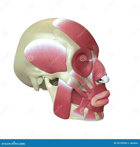 Skull With Muscles And Nerves Back View Royalty Free Stock Photography