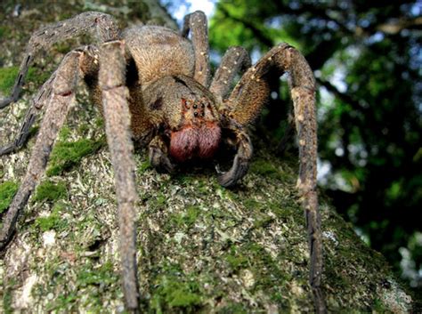 Brazilian Wandering Spider Location Bmp Skedaddle