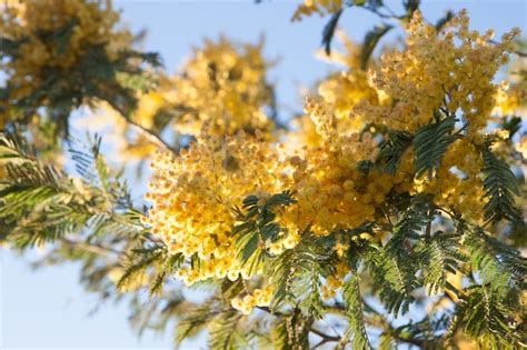 Premium Photo Mimosa Tree With Yellow Flowers