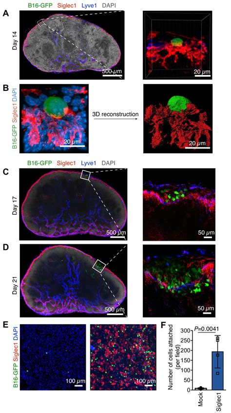 Figures And Data In Siglec1 Expressing Subcapsular Sinus Macrophages