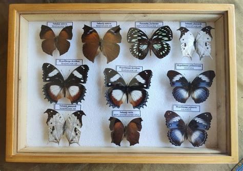 Brush Footed Butterflies In Collectors Display Case Catawiki