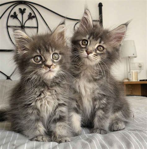 How Long Should I Feed My Maine Coon Kitten Food Maine Coon Expert