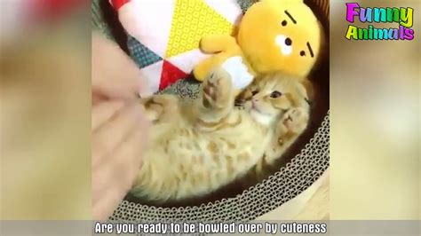 ♥cutest Cat Ever Most Adorable Kittens Compilation ♥ 3 Video