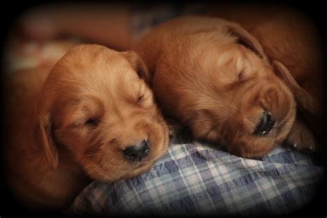 Our dogs and their puppies are a big part of our family. raised-by-akc-breeders-in-new-england-these-dark-red ...