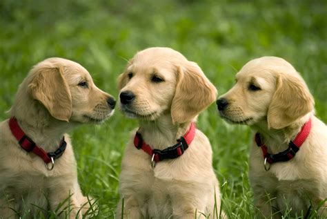 Find local golden retriever puppies for sale and dogs for adoption near you. 50 Most Lovely Golden Retriever Puppy Pictures And Images