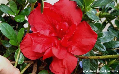 The biggest difference between the most varieties of azaleas grow two to eight feet tall. Autumn Fire Encore Azalea - 3 Gallon - Shrub - Perennial ...