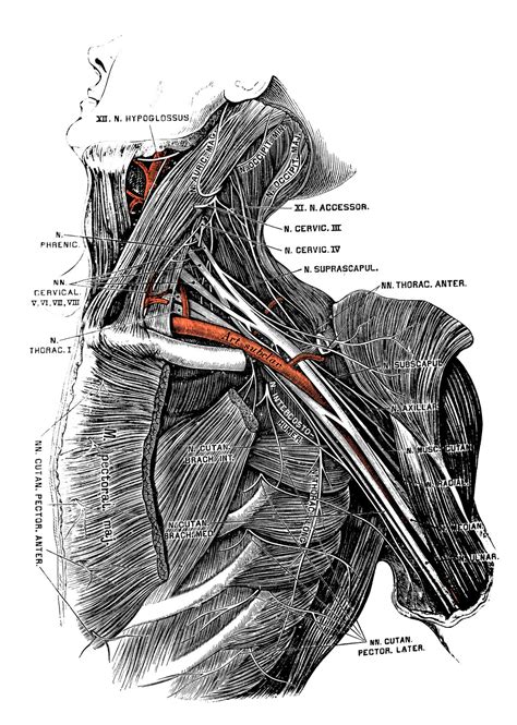 Lymph Nodes In The Neck