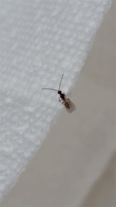 Tiny black bugs bedroom beetles house small images indoors bathro house living. Small flying insect killing my house plants. Fly tape only ...