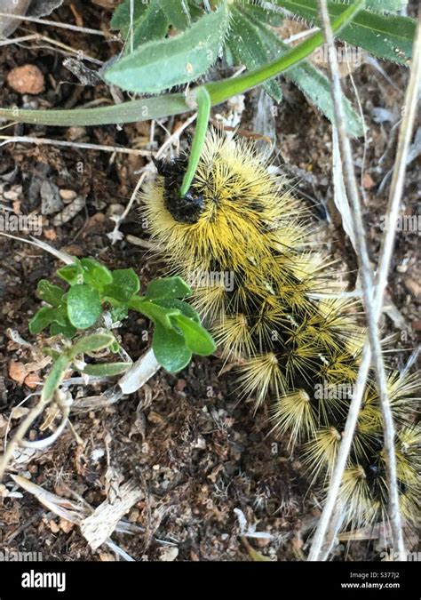 Yellow Fuzzy Caterpillar Stock Photo Alamy