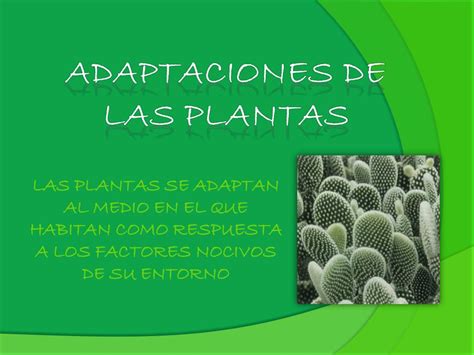 Ppt Adaptaciones De Las Plantas Powerpoint Presentation Free