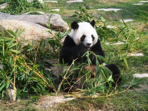 Macau Giant Panda Pavilion Macao Aktuelle 2020 Lohnt Es Sich