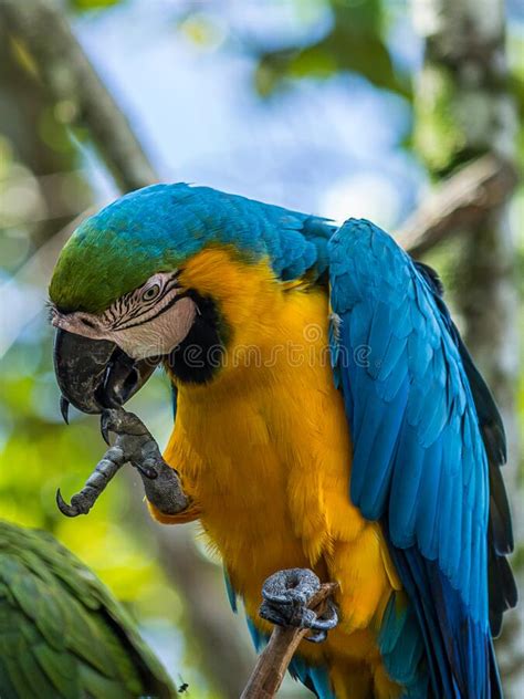 Portrait Of Blue And Yellow Macaw Ara Ararauna Sitting On A Branch And