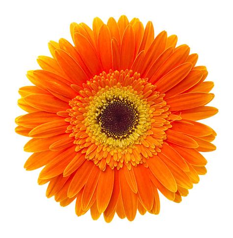 Orange Flowers On White Stock Photos Pictures And Royalty Free Images