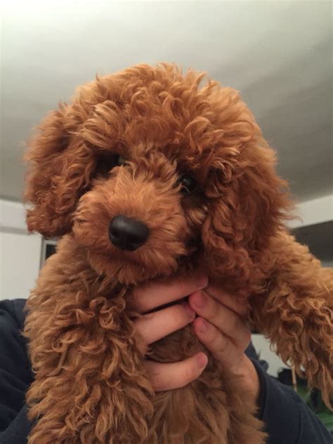 Red Poodle Puppies Uk Toy Poodle Puppies Wow Blog Raising A Red