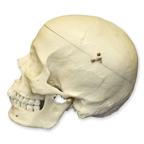 Replica Human Skull With Calvarium Cut European Male For Sale